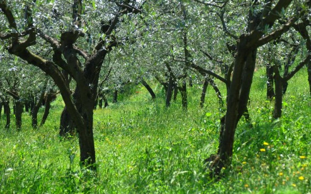 olive-trees-1325046
