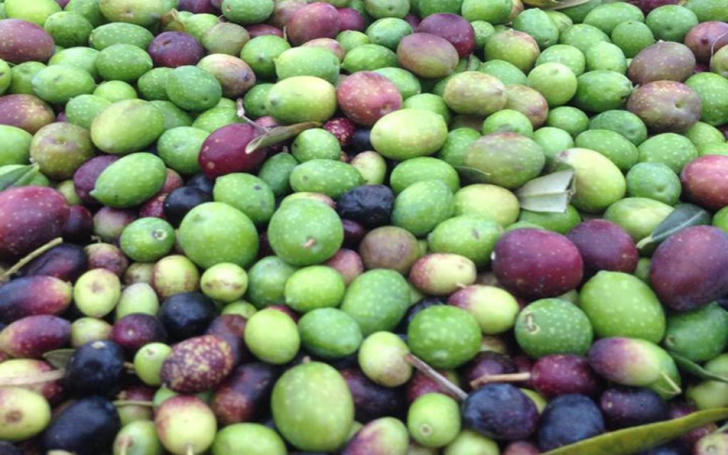 olive31