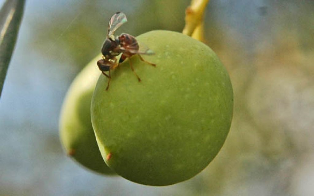 ovideposizione-mosca-olivo